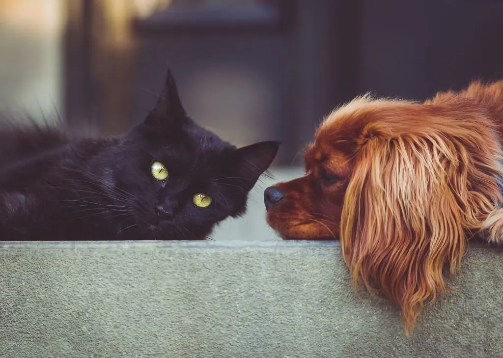 PetBox.pl czyli to, co zwierzaki lubią najbardziej